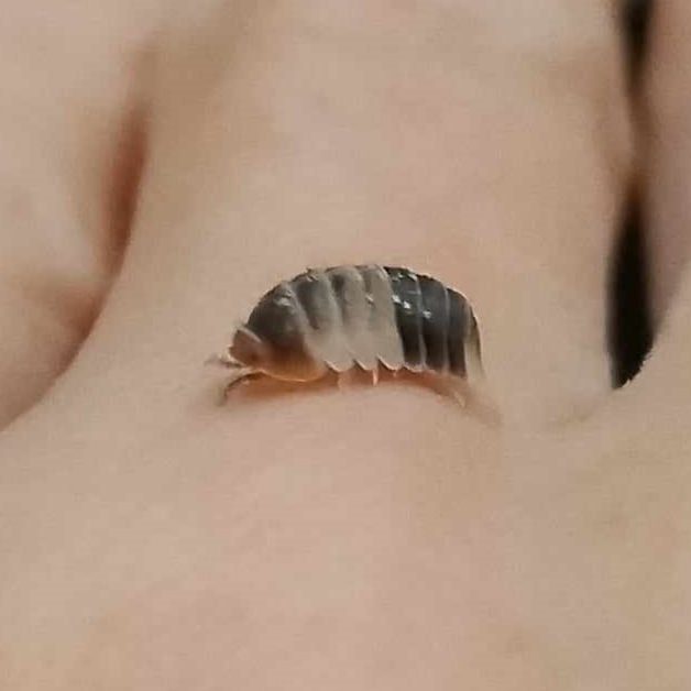 Beautiful Exotic Isopods White Shark Isopod