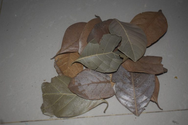Jack Fruit Leaves Jack fruit leaves are a popular meal for isopods, and they provide plenty of coverage for exploration